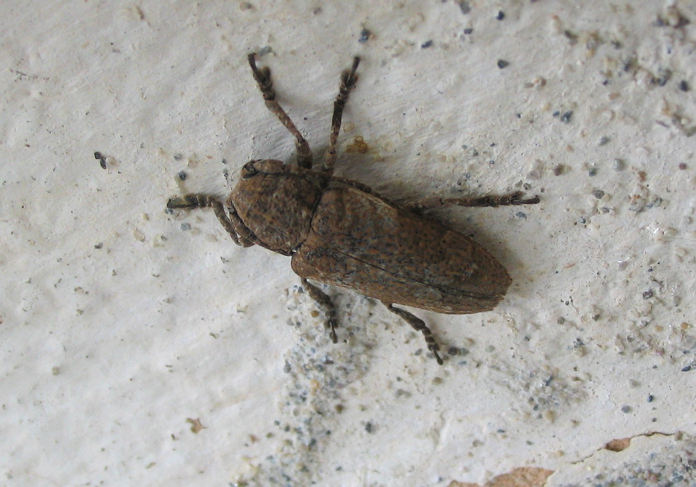 Niphona picticornis
